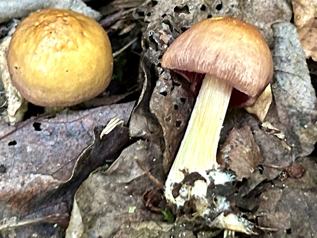 Mycena rutilantiformis · May 2026 · photo: Photo: (c) martin_livezey, some rights reserved (CC BY) · iNaturalist