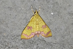 Isocentris