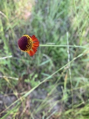 Helenium flexuosum