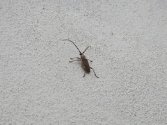 Gnaphalodes trachyderoides