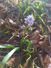 Scilla bifolia