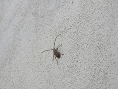 Gnaphalodes trachyderoides