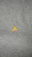 Isocentris