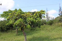 Ficus lutea, photograph (c) Tony Rebelo, some rights reserved (CC BY-SA)