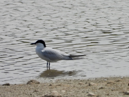 iNaturalist image
