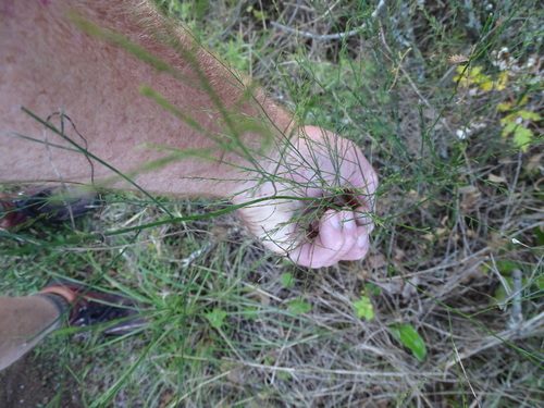 Asparagus virgatus, photograph 6