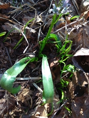 Scilla bifolia