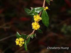 Berberis nantoensis