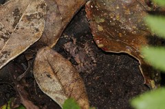 Microhyla palmipes