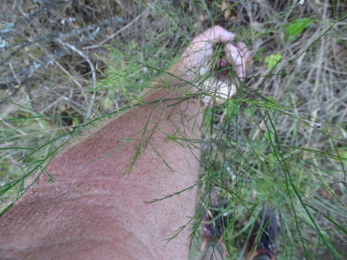 Asparagus virgatus, photograph 4