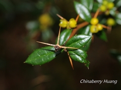 Berberis nantoensis