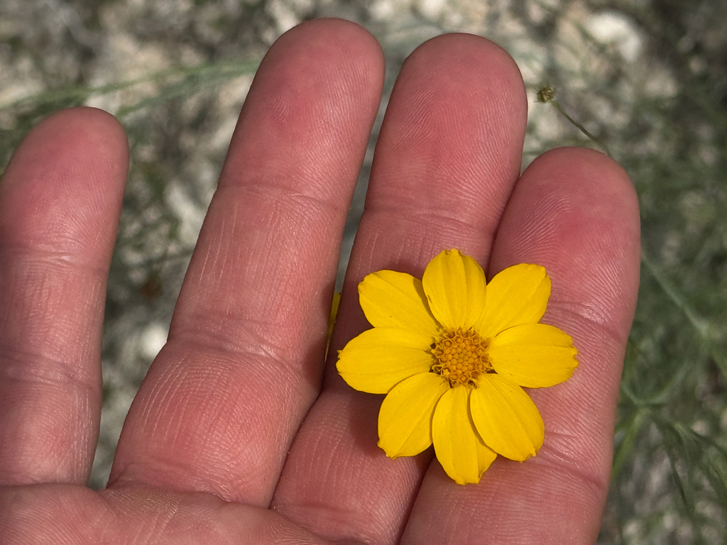 Thelesperma simplicifolium; photograph (c) Chet Burrier, some rights reserved (CC BY)