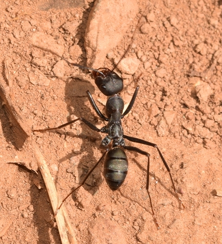 Cataglyphis humeyaCataglyphis humeya