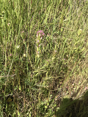 Castilleja densiflora densiflora