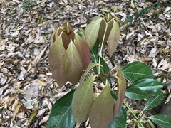 Neolitsea sericea