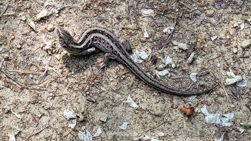 Sand Lizard