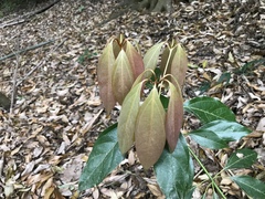 Neolitsea sericea