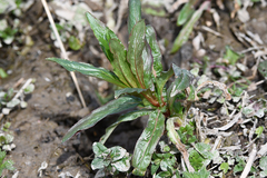 Epilobium tetragonum