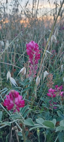 Sulla coronaria, photograph 6