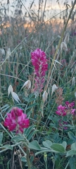 Sulla coronaria, photograph (c) Ralf, some rights reserved (CC BY)