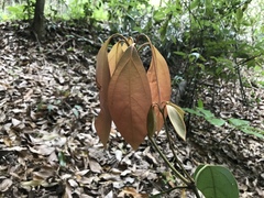 Neolitsea sericea