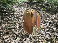 Neolitsea sericea