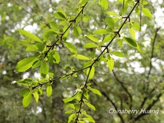 Rhamnus pilushanensis