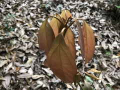 Neolitsea sericea