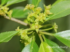 Rhamnus pilushanensis
