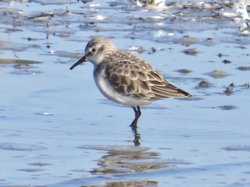 iNaturalist image
