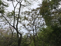 Toxicodendron succedaneum