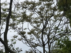 Toxicodendron succedaneum