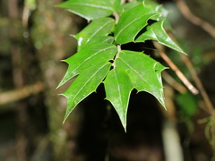Ilex bioritsensis