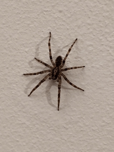Mediterranean Spiny False Wolf Spider