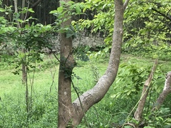 Toxicodendron succedaneum