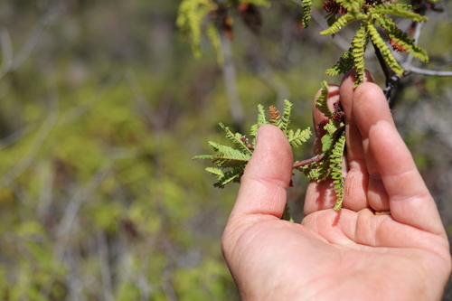 Chamaebatia australis, photograph 4