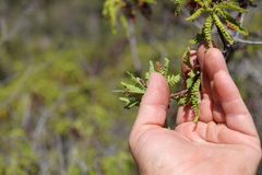 author not stated, no rights reserved Chamaebatia australis, photograph author not stated, no rights reserved