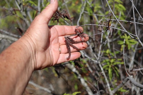 Chamaebatia australis, photograph 5