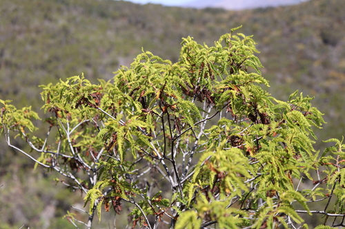 Chamaebatia australis, photograph 3