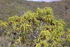 author not stated, no rights reserved Chamaebatia australis, photograph author not stated, no rights reserved