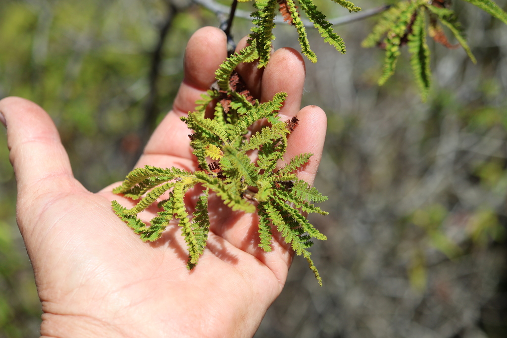 Chamaebatia australis; photograph author not stated, no rights reserved