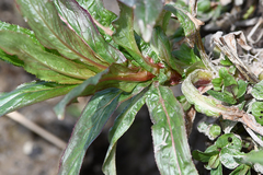 Epilobium tetragonum