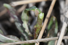 Epilobium tetragonum