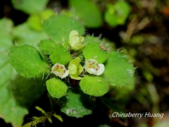 Chrysosplenium hebetatum