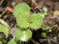 Chrysosplenium hebetatum