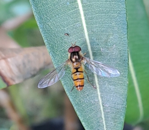 Marmalade Hover Fly