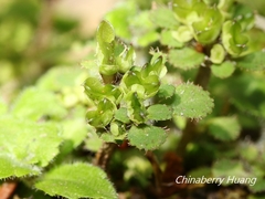 Chrysosplenium hebetatum