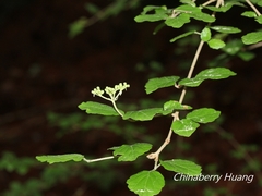 Viburnum parvifolium