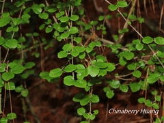 Viburnum parvifolium