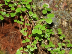 Viburnum parvifolium